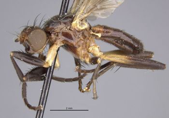 Media type: image;   Entomology 7832 Aspect: habitus lateral view